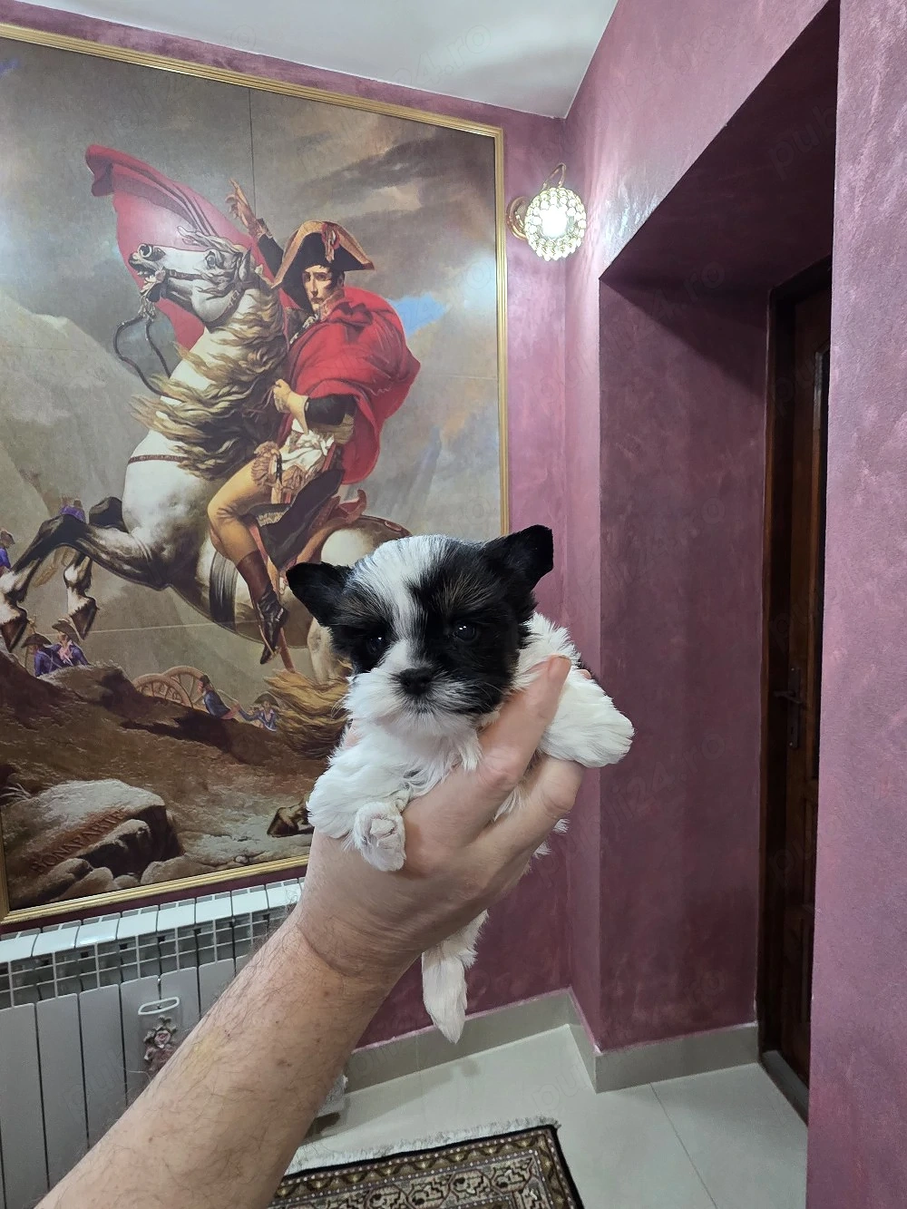 Yorkshire terrier biewer 