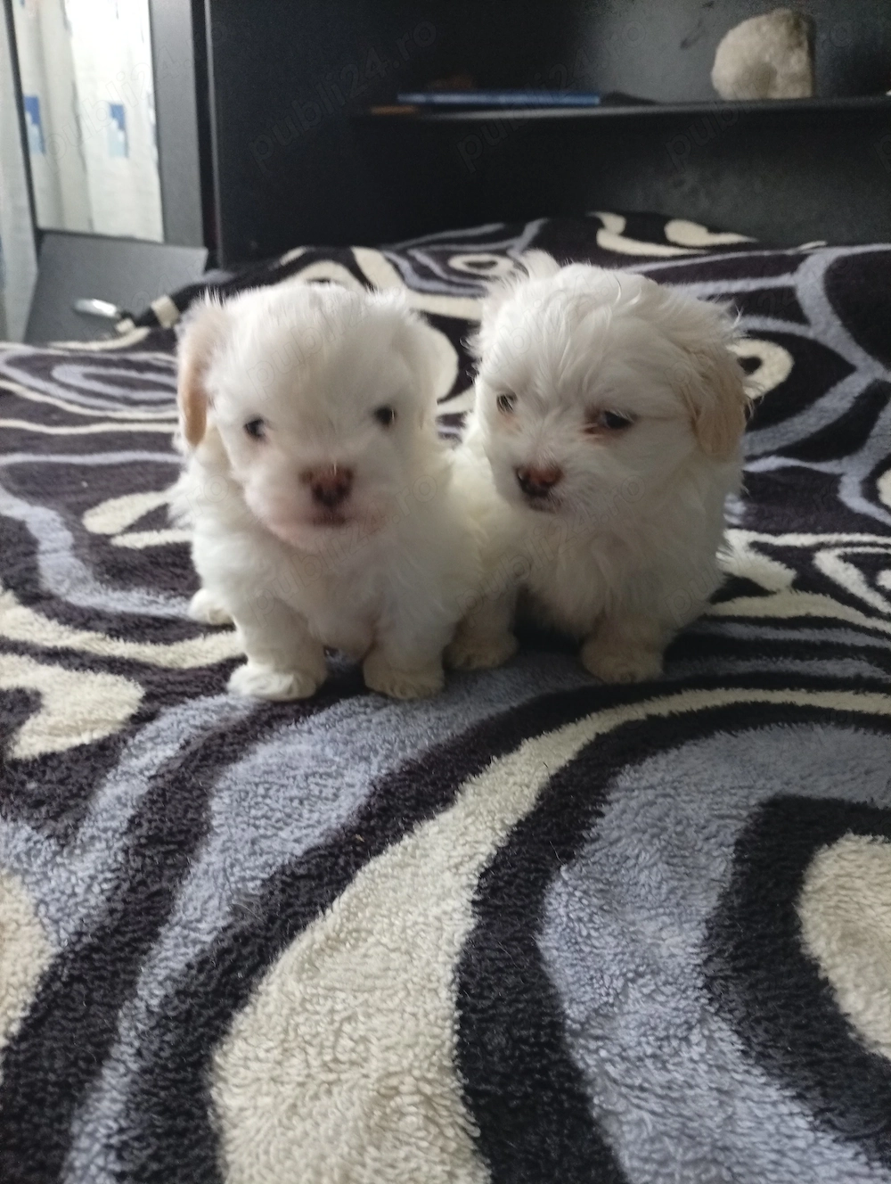 Vând bichoni havanezi mini toy