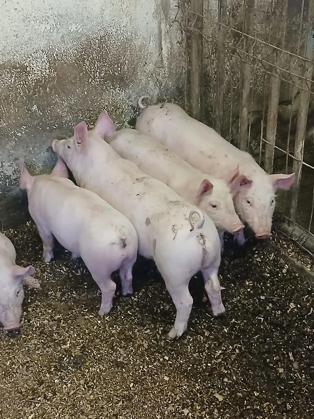 Purcei de 9 săptămâni 