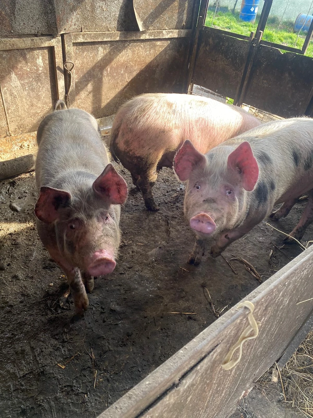 Porci de 100 kilograme