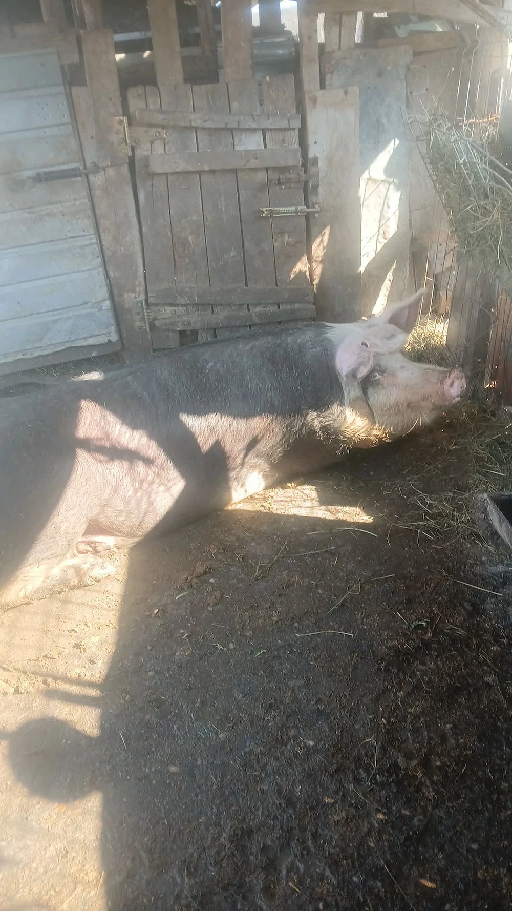 Vând scroafa de sacrificat sau de montat 