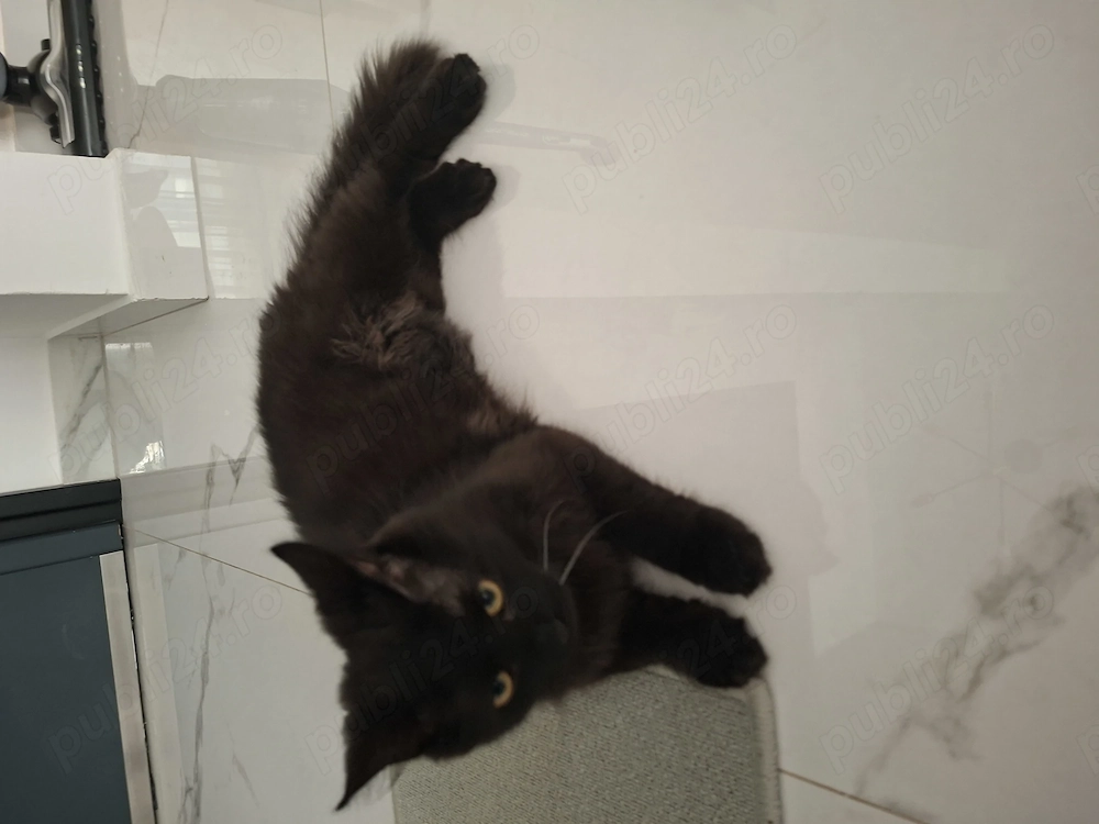 Vând puiuț Maine Coon