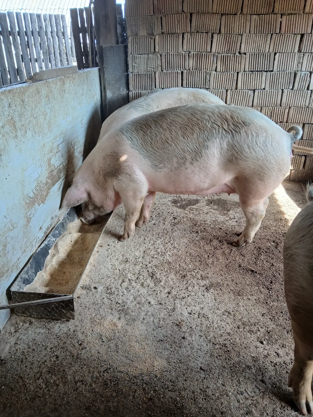 Porci de vânzare 