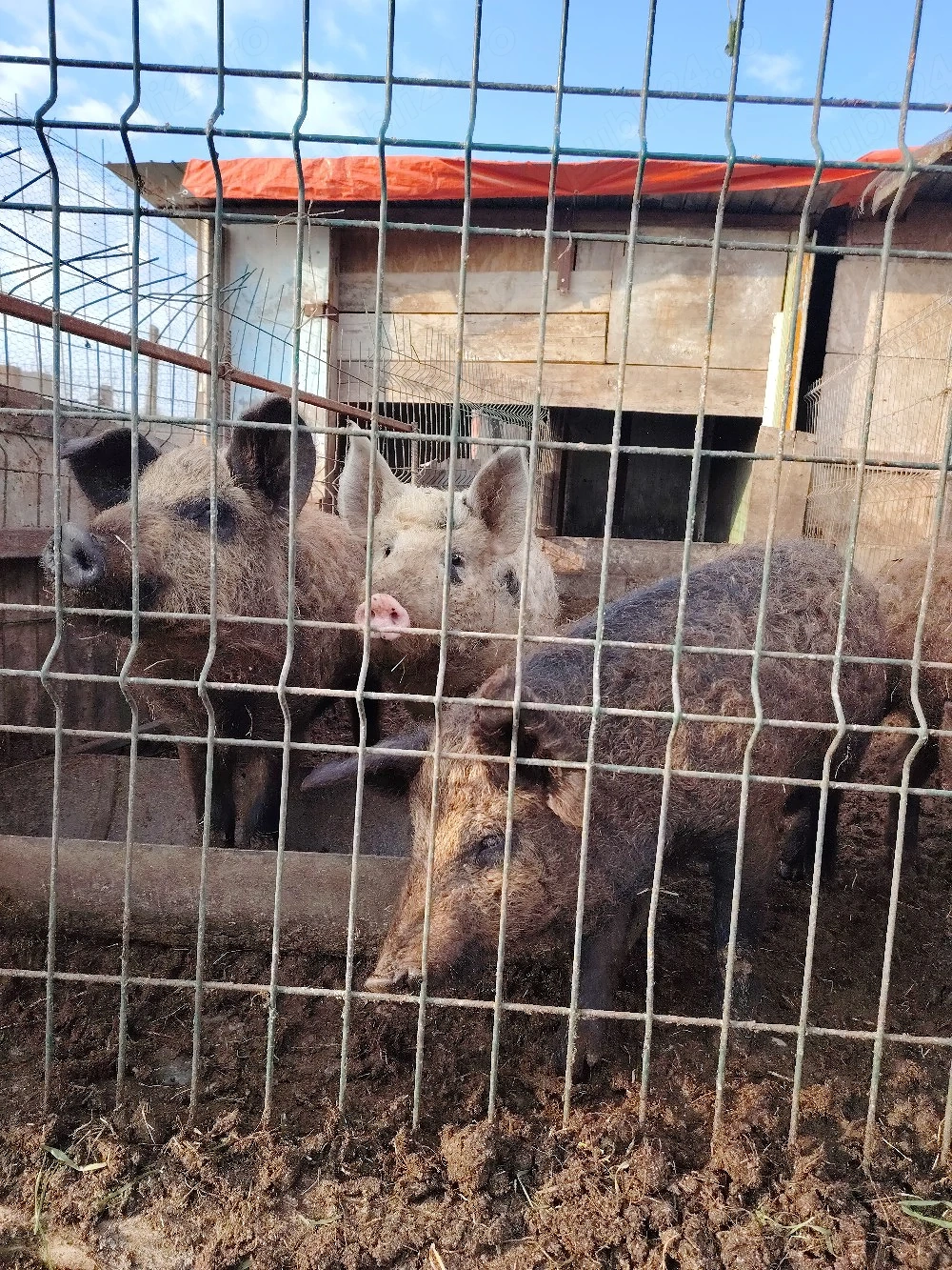 Mistret cu mangalita. 