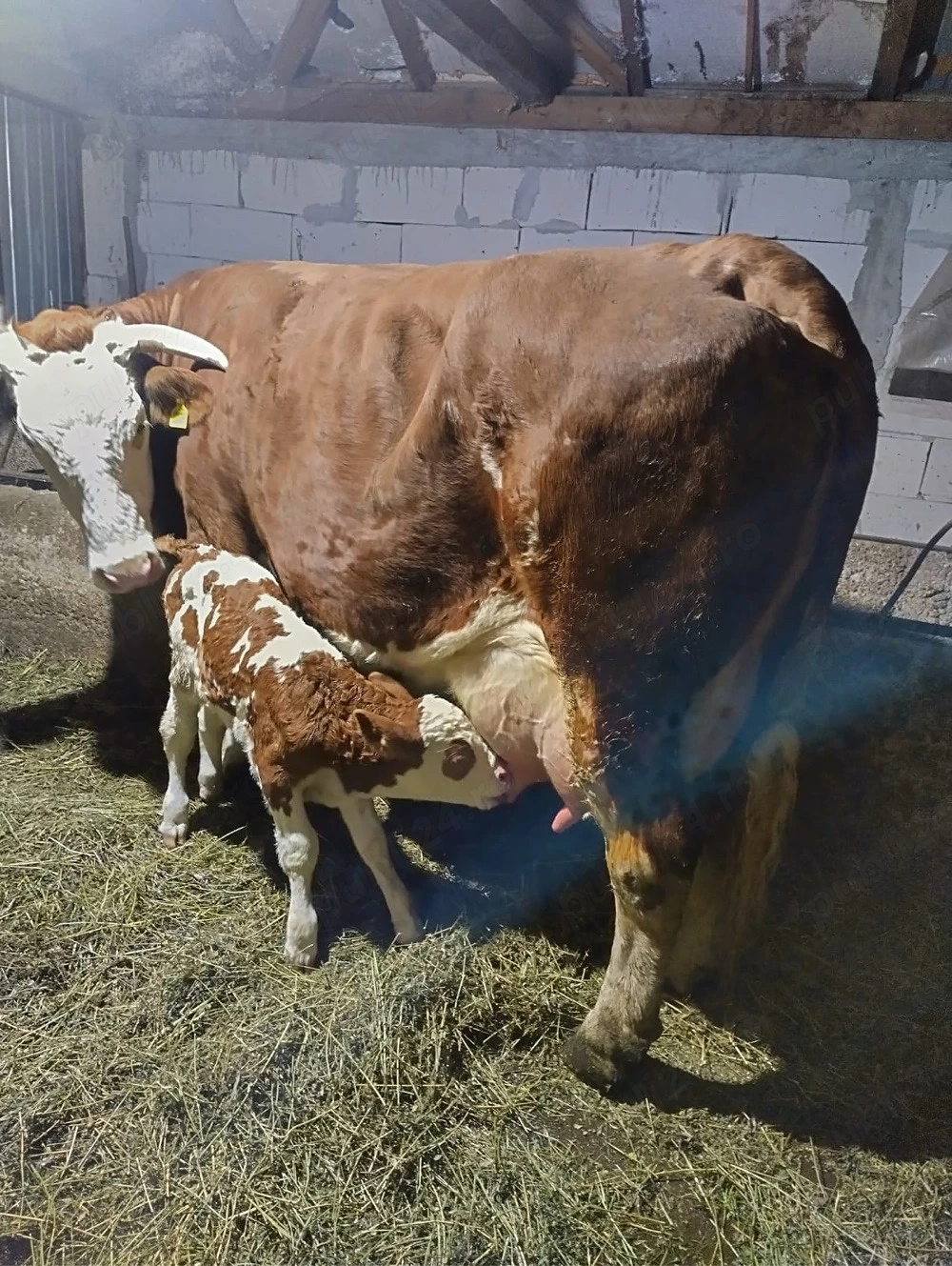 Vând vacă Bălțată Românească