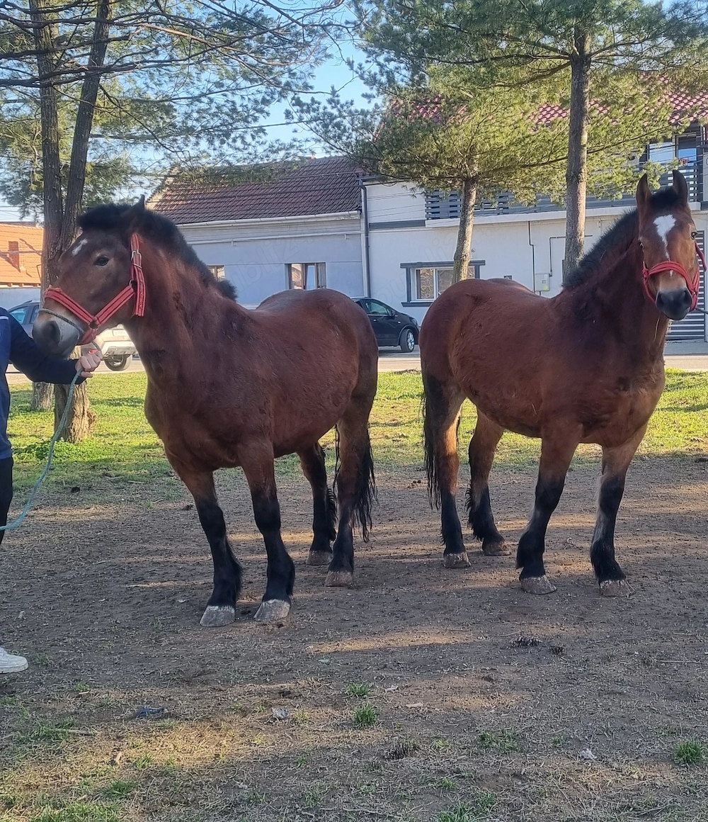 Vând o pereche de mânze 
