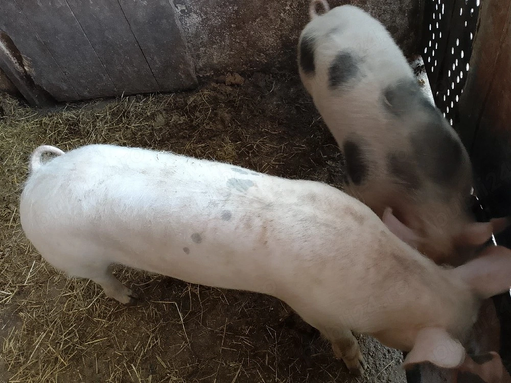 Vand 2 Scrofite Marele alb cu pietran