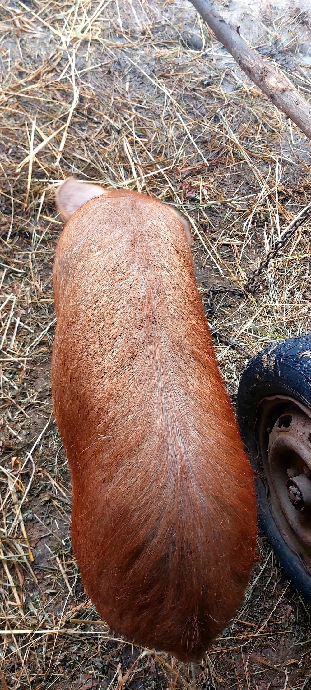 Vând 3 godini DUROC la 50 kg.......950 lei