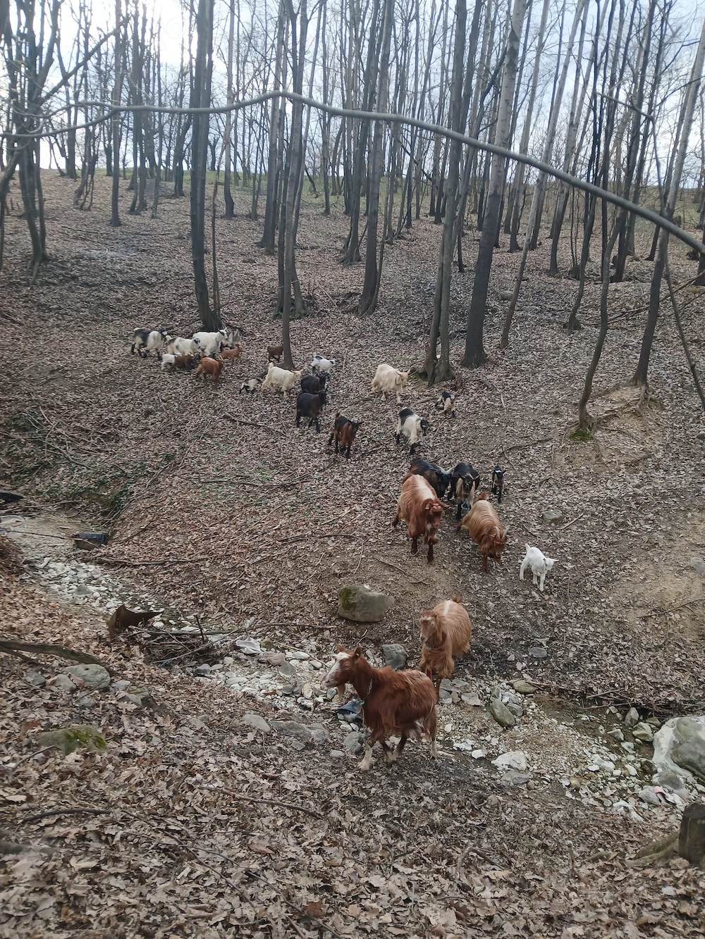 De vanzare capre cu iezi