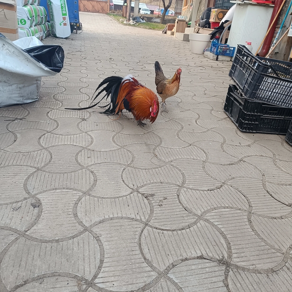 vând ouă de găini phionix