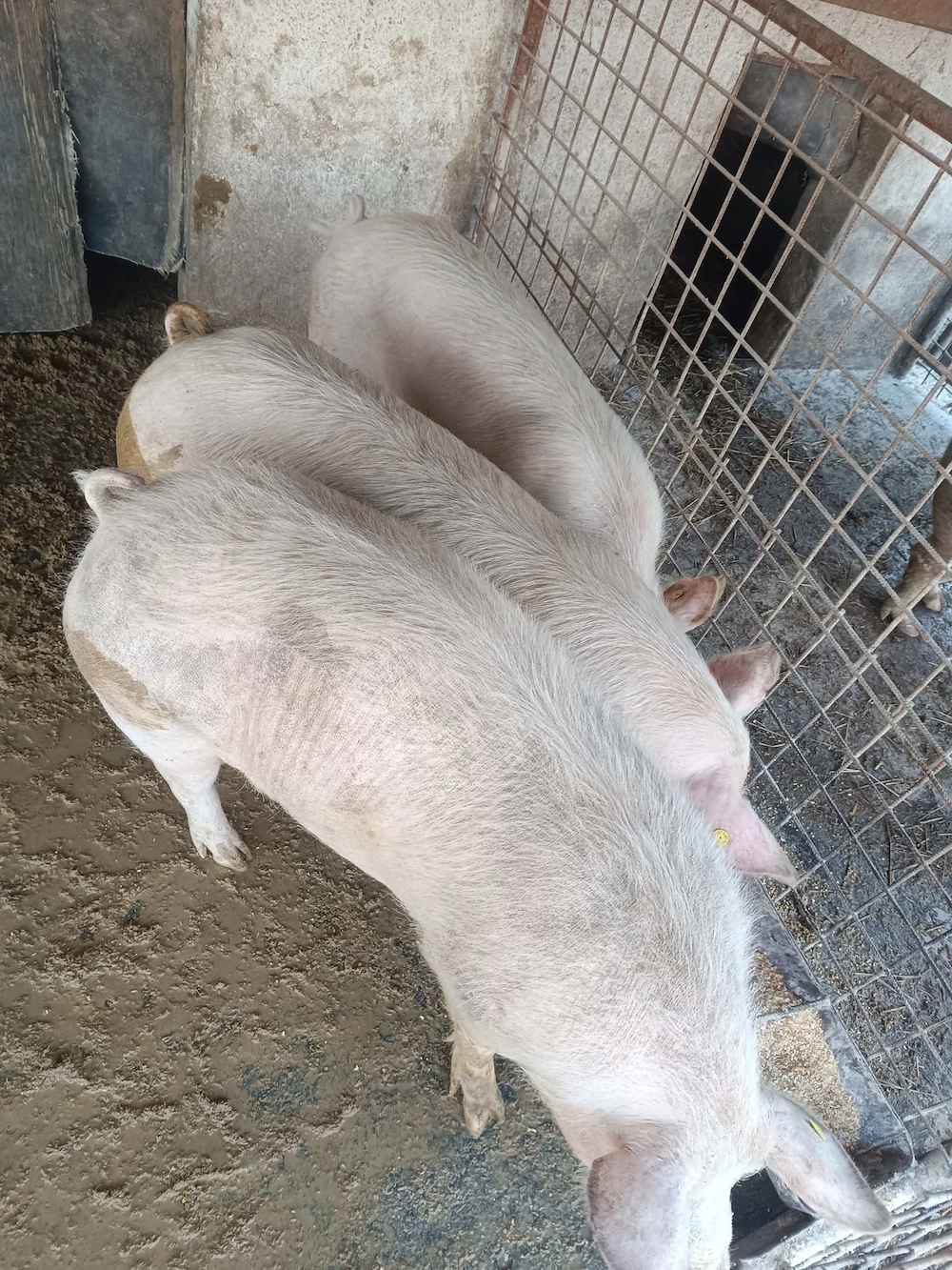 Porci de sacrificat marele alb