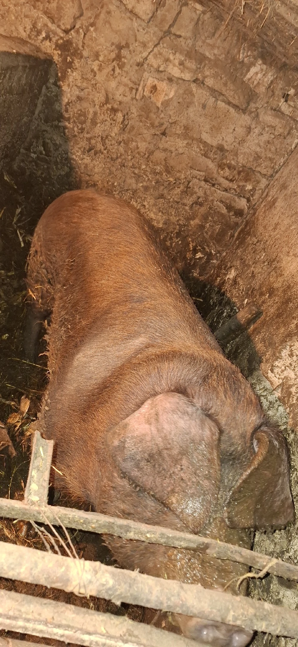 vand porcică duroc 