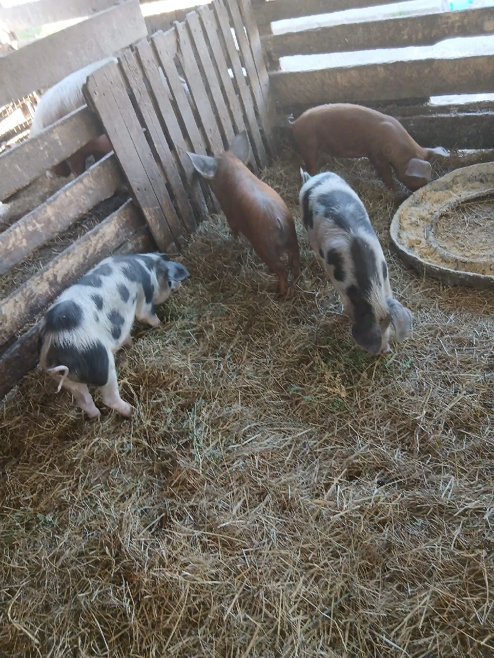 De Vânzare 4 soldani 3 purcele și on mascur 