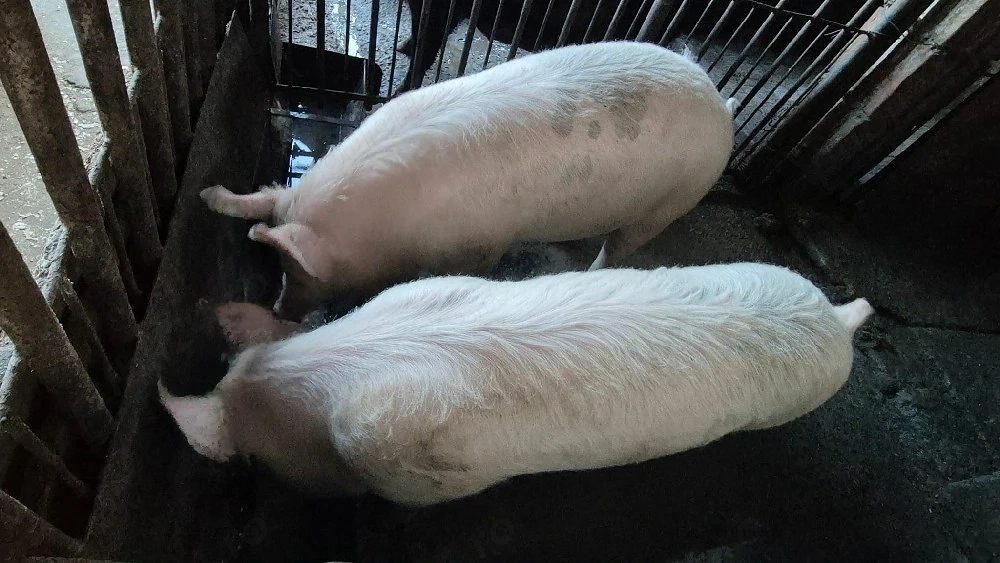 Vand purcei șoldani!