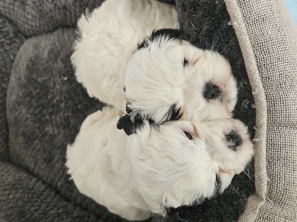 Caini shitzu deosebiți 