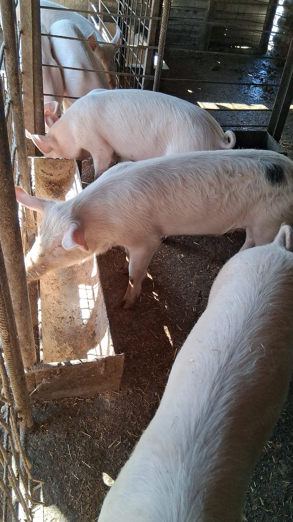 Vand porci crescuți în gospodărie 40-70kg