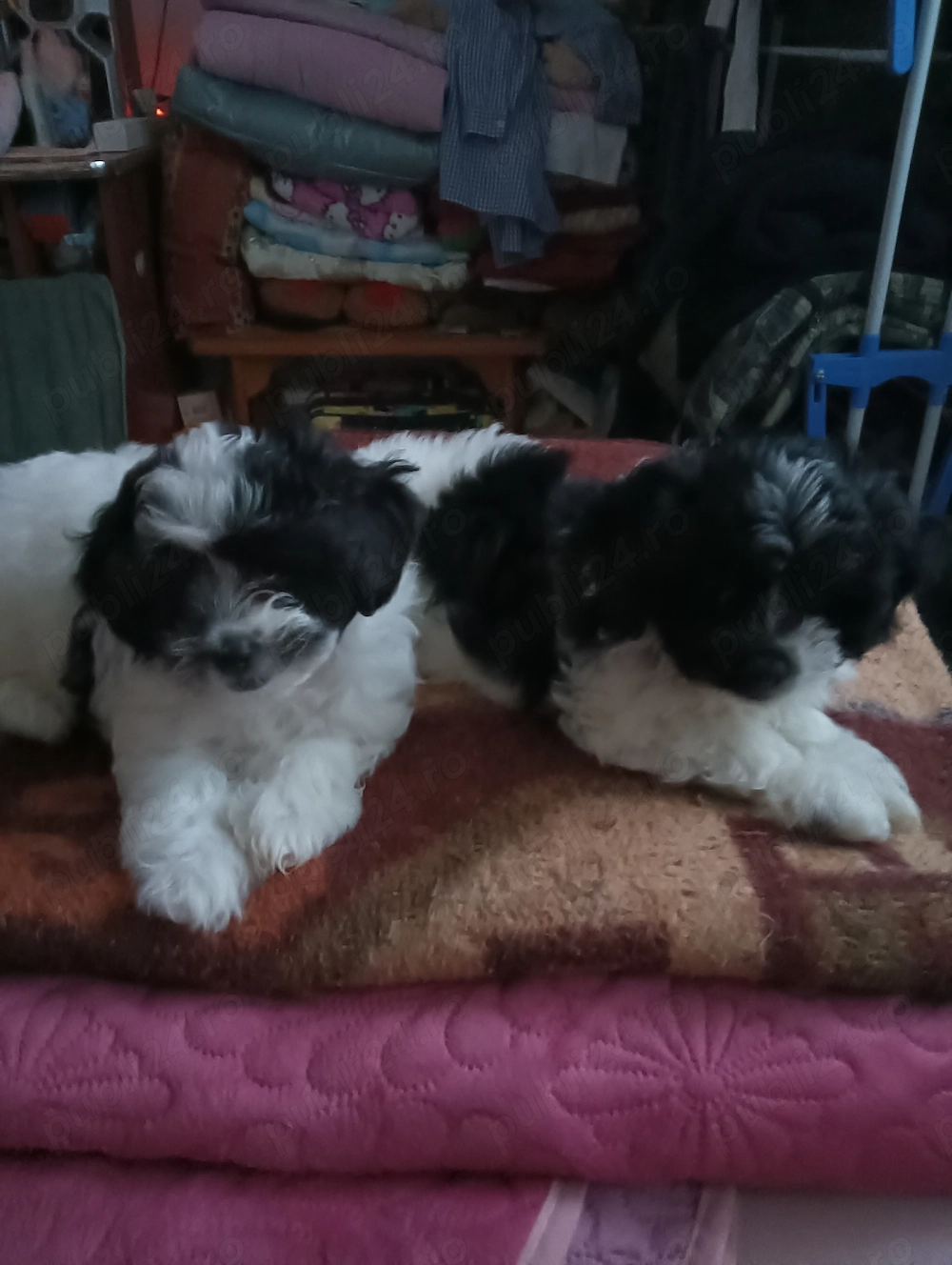 De vânzare, căței bichon (fetițe)