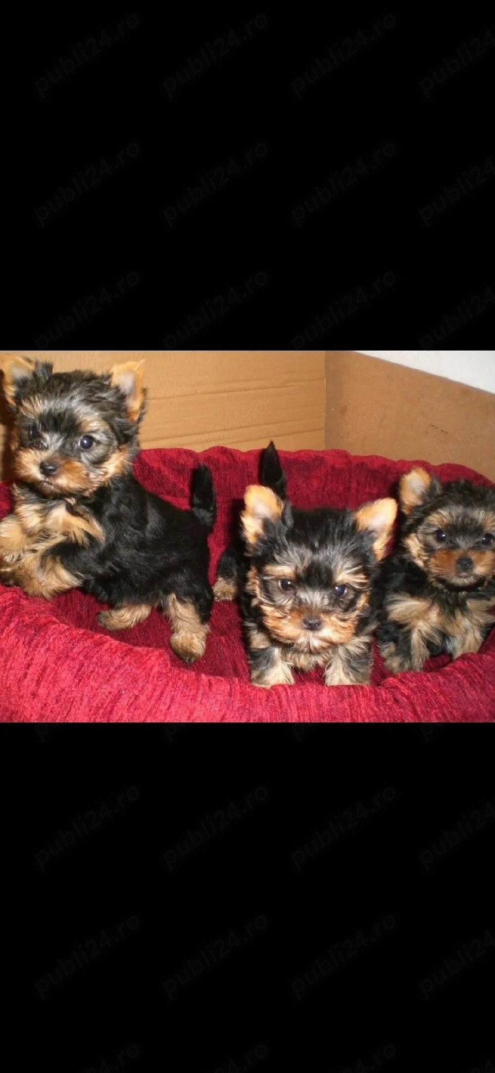 Yorkshire terrier