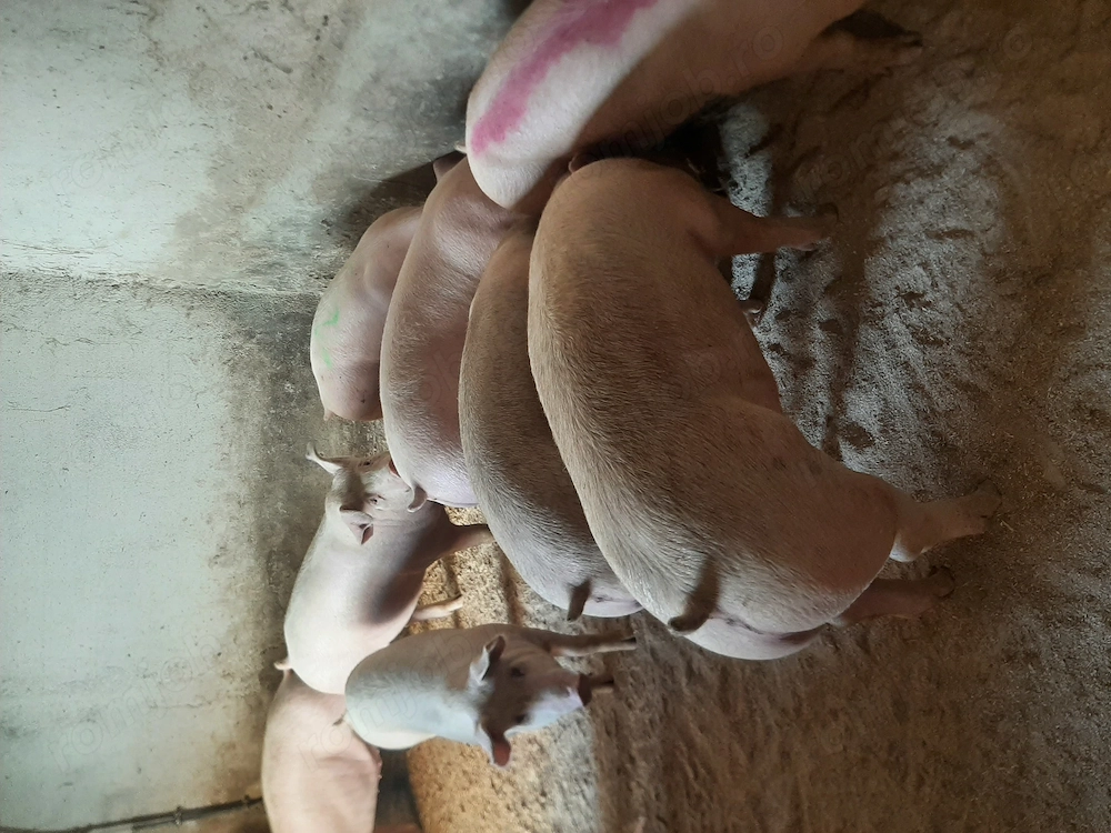 vând soldani de carne diferite mărimi 