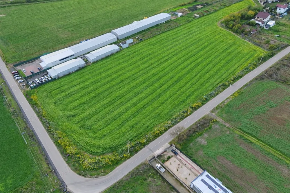 Teren intravilan 7.811 mp | Ciolpani, Ilfov | Acces drum public