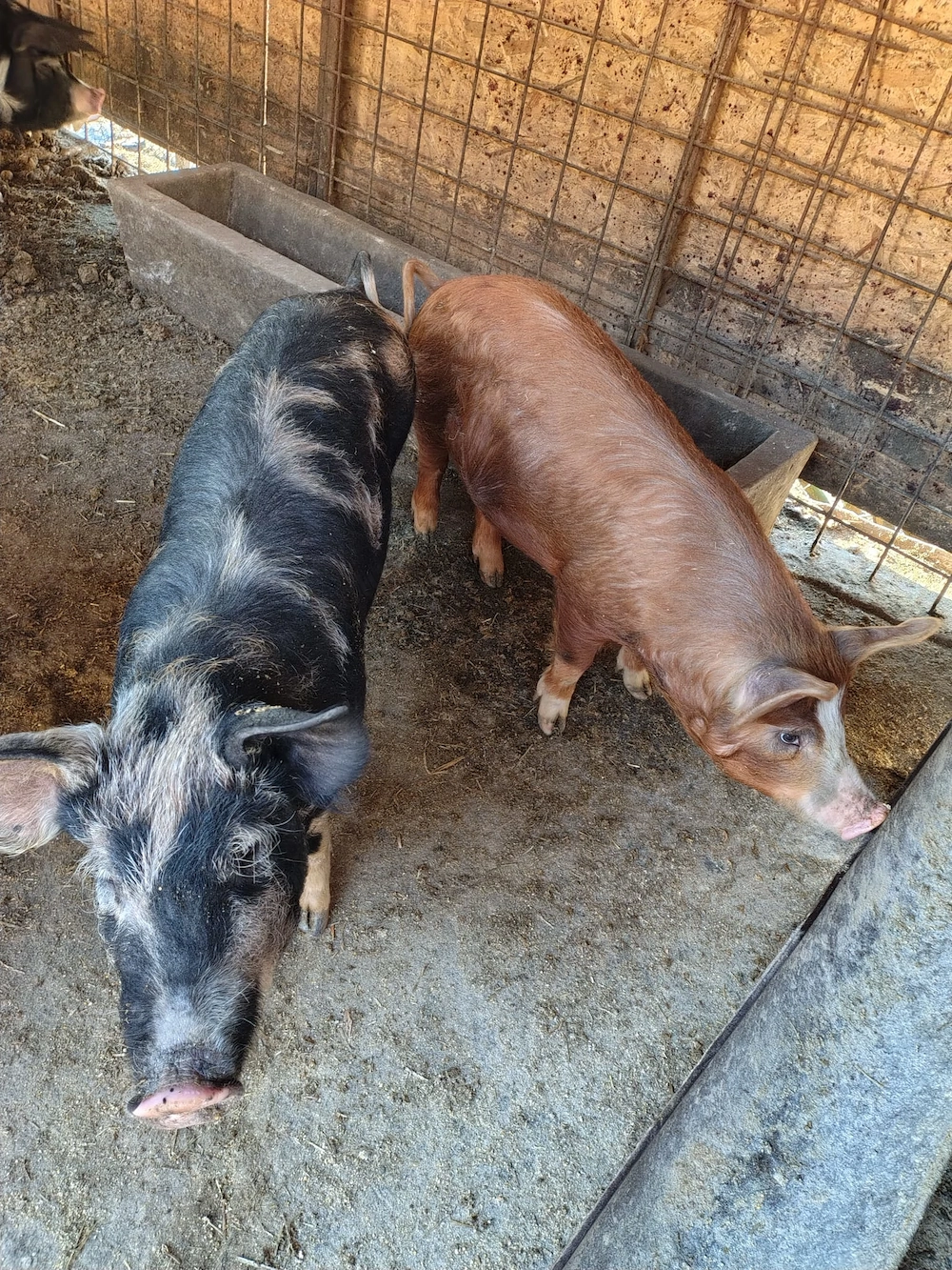 Vând porci 40 45 kg