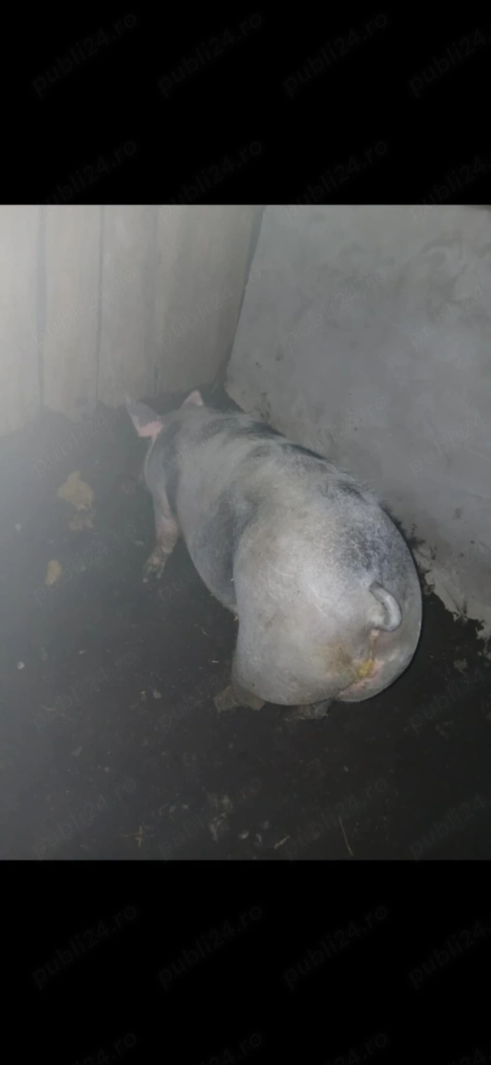 Vând porci rasa pietran de carne greutate 200_250 bucata