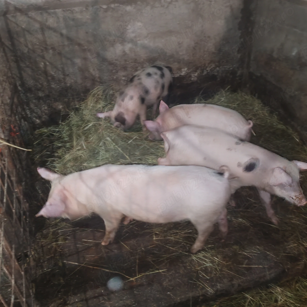 Vând purcei 3 luni grasuti