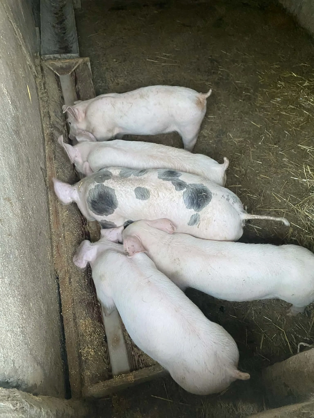 Porci de vanzare