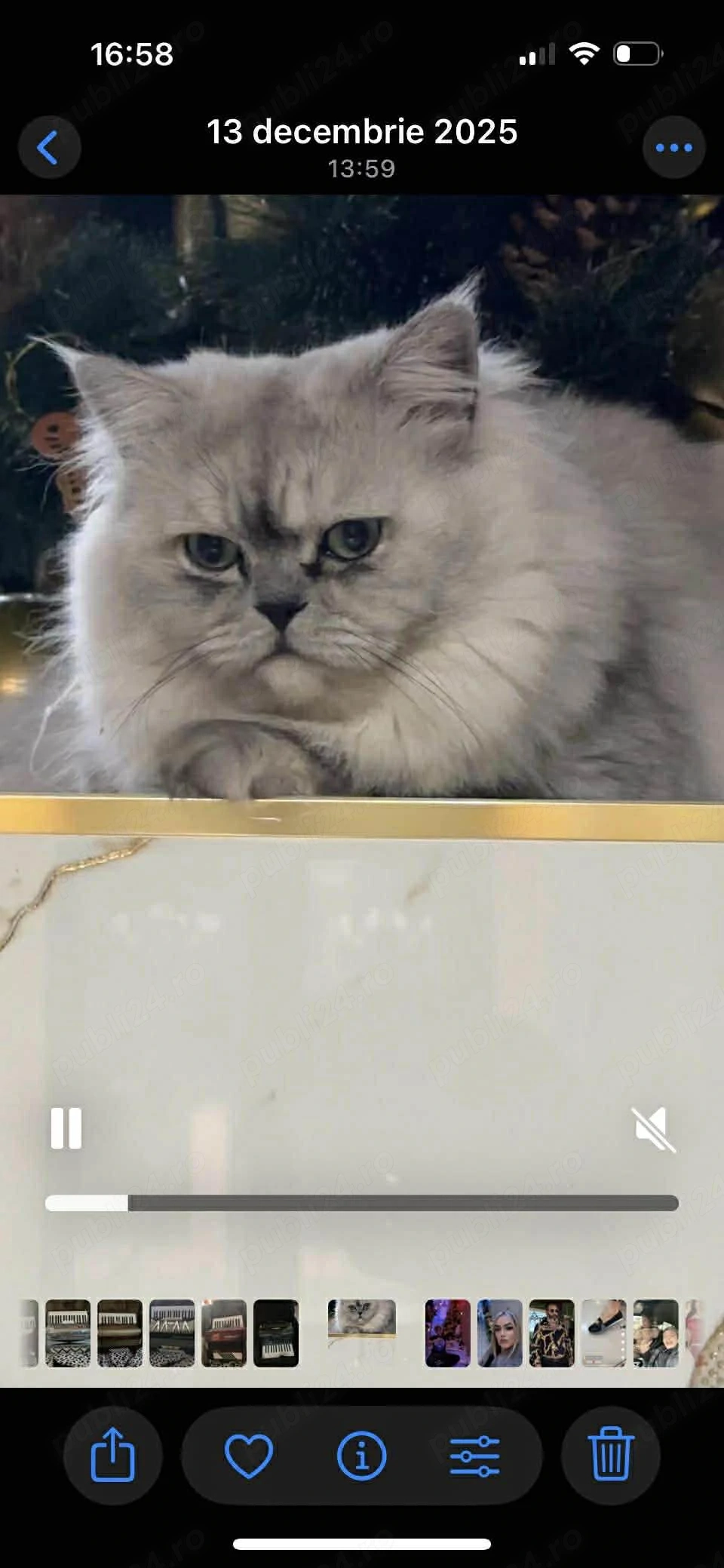 persana chinchilla Motan de 8 luni