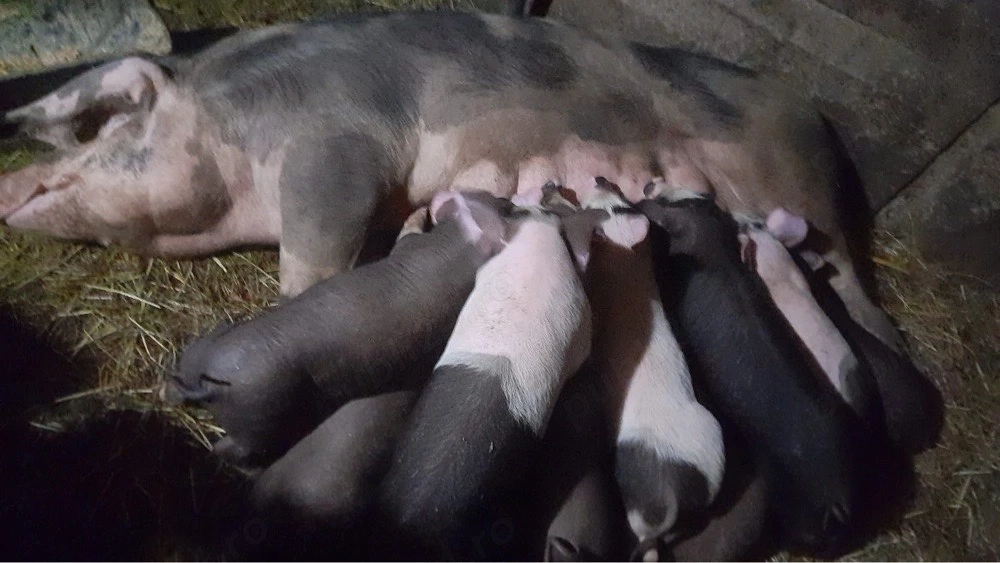 vând scroafa cu purcei