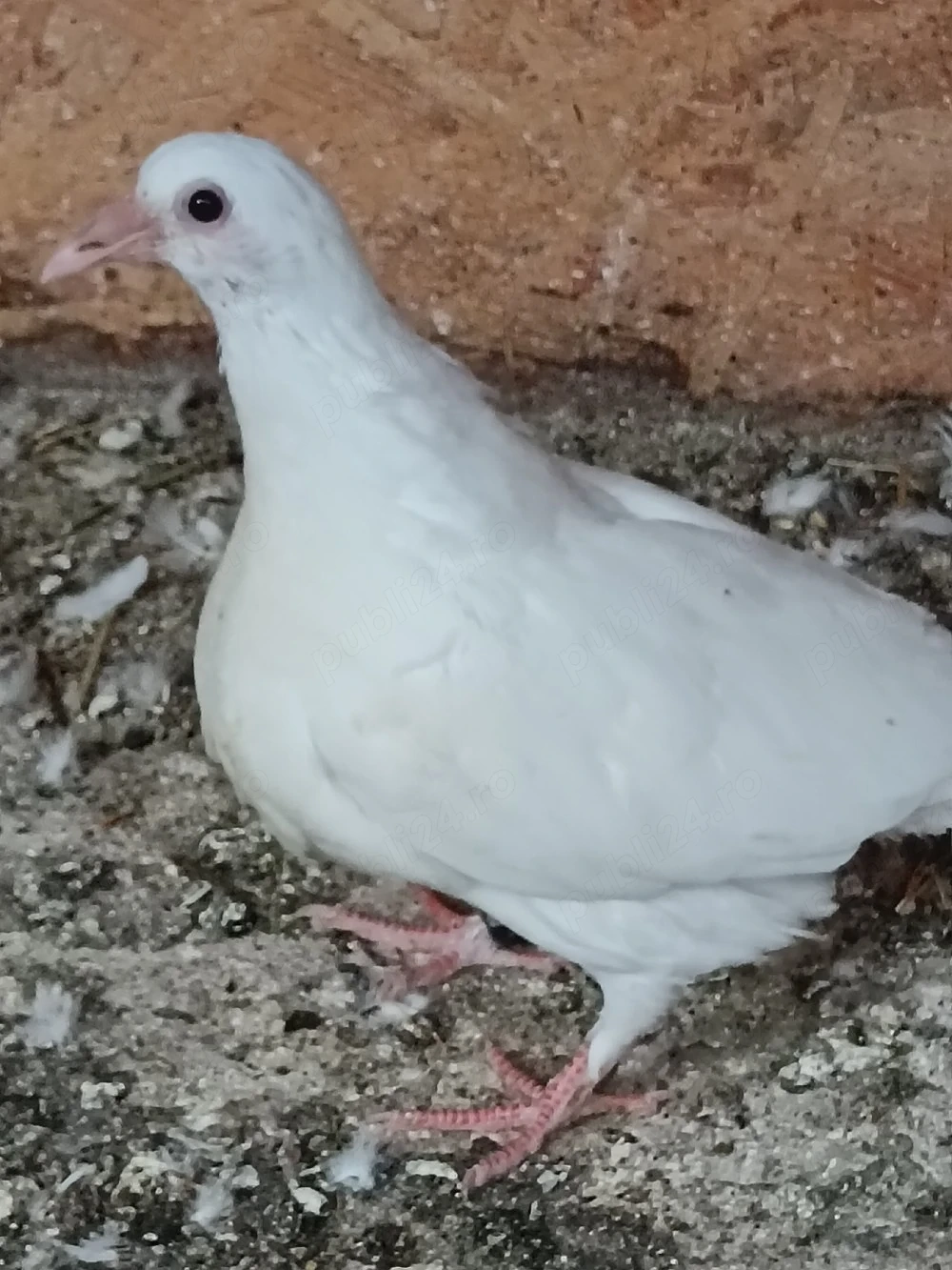 porumbei voiajori albi 