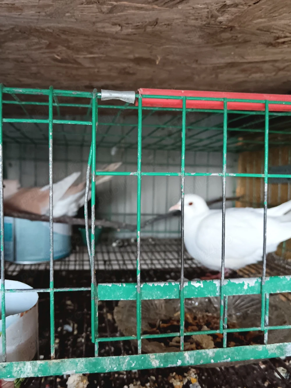 turturelele râzătoare 