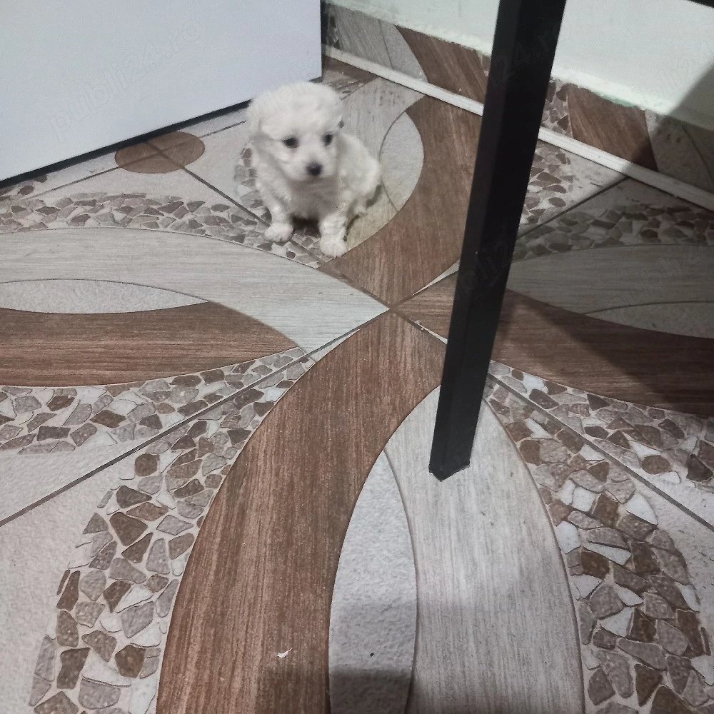 De vinzare bison maltez baietel 