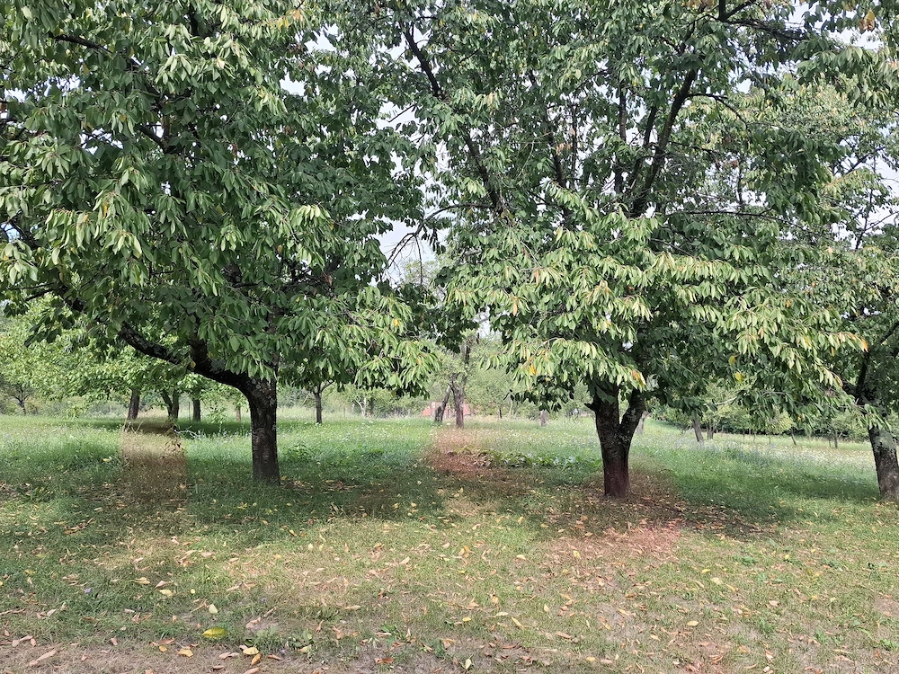 Teren intravilan pentru constructii Fetindia jud Sălaj 