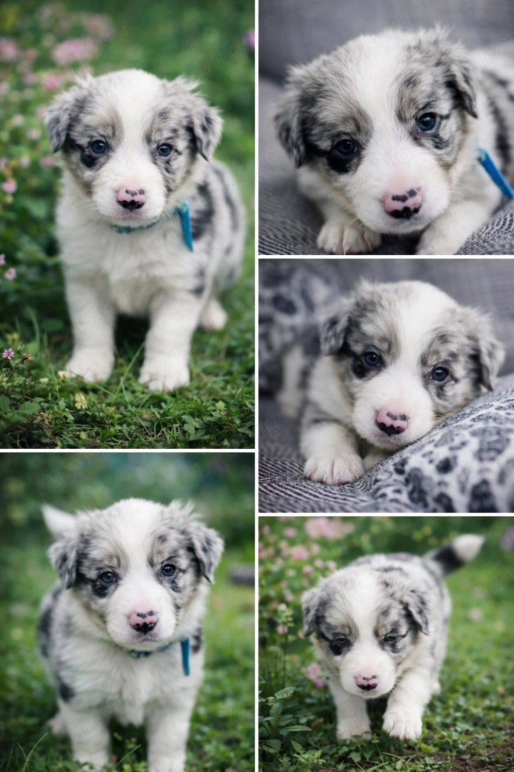 Border Collie cu Pedigree