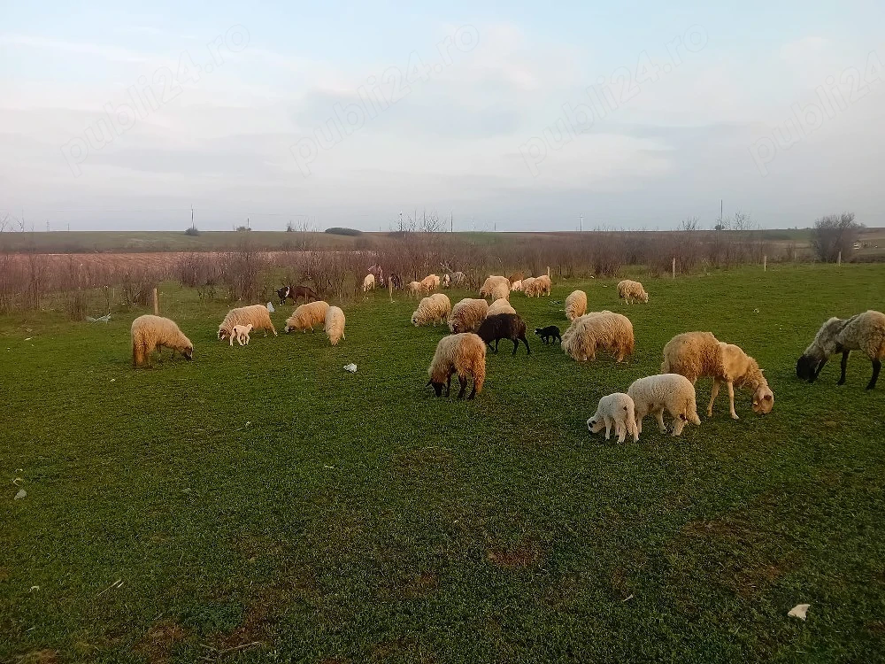 Vand oi si capre cu miei dupa ele