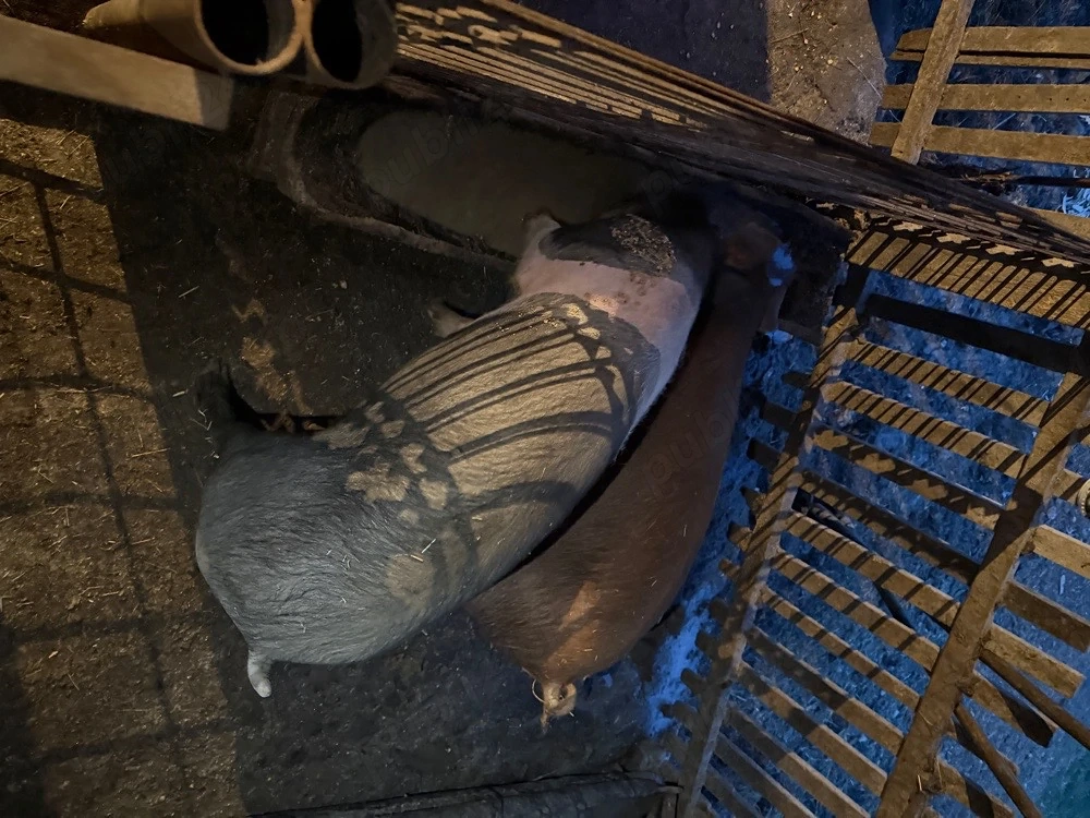 Vand 2 porci unul mai mare si unul mai mic 