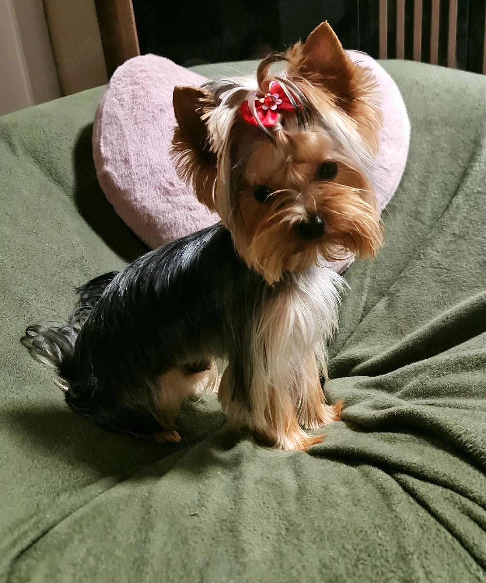 yorkshire terrier baiat pedigree FCI