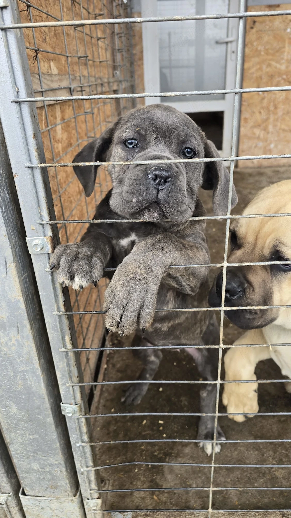 Cățelușa cane corso de vanzare 