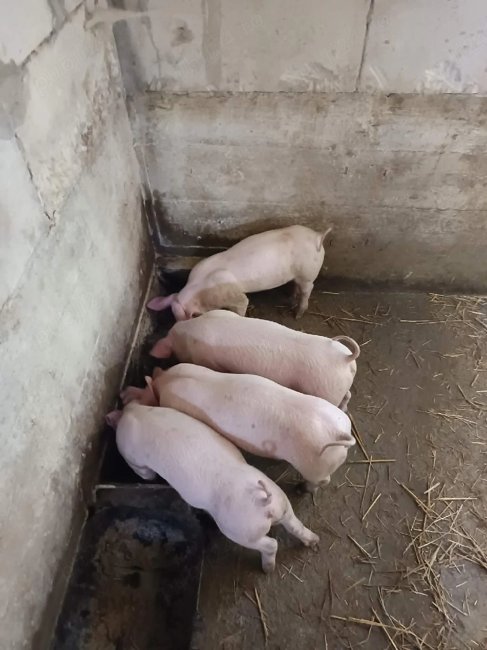 Purcei pietran x landras disponibili vaccinati și deparazitati 