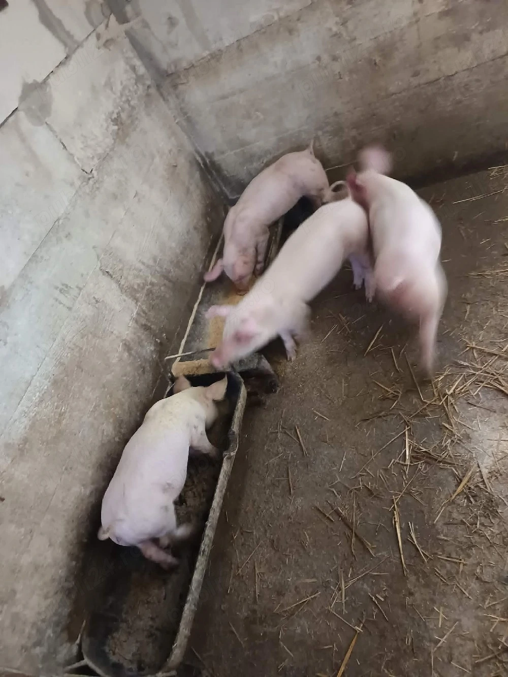 Purcei disponibili vaccinati și deparazitati 