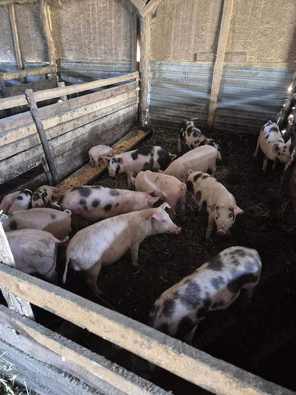 vand purcei din rasa marele alb cu duroc (rasa de carne ,dar nu nu-mai)   Cu greutate cuprinsa 30-35