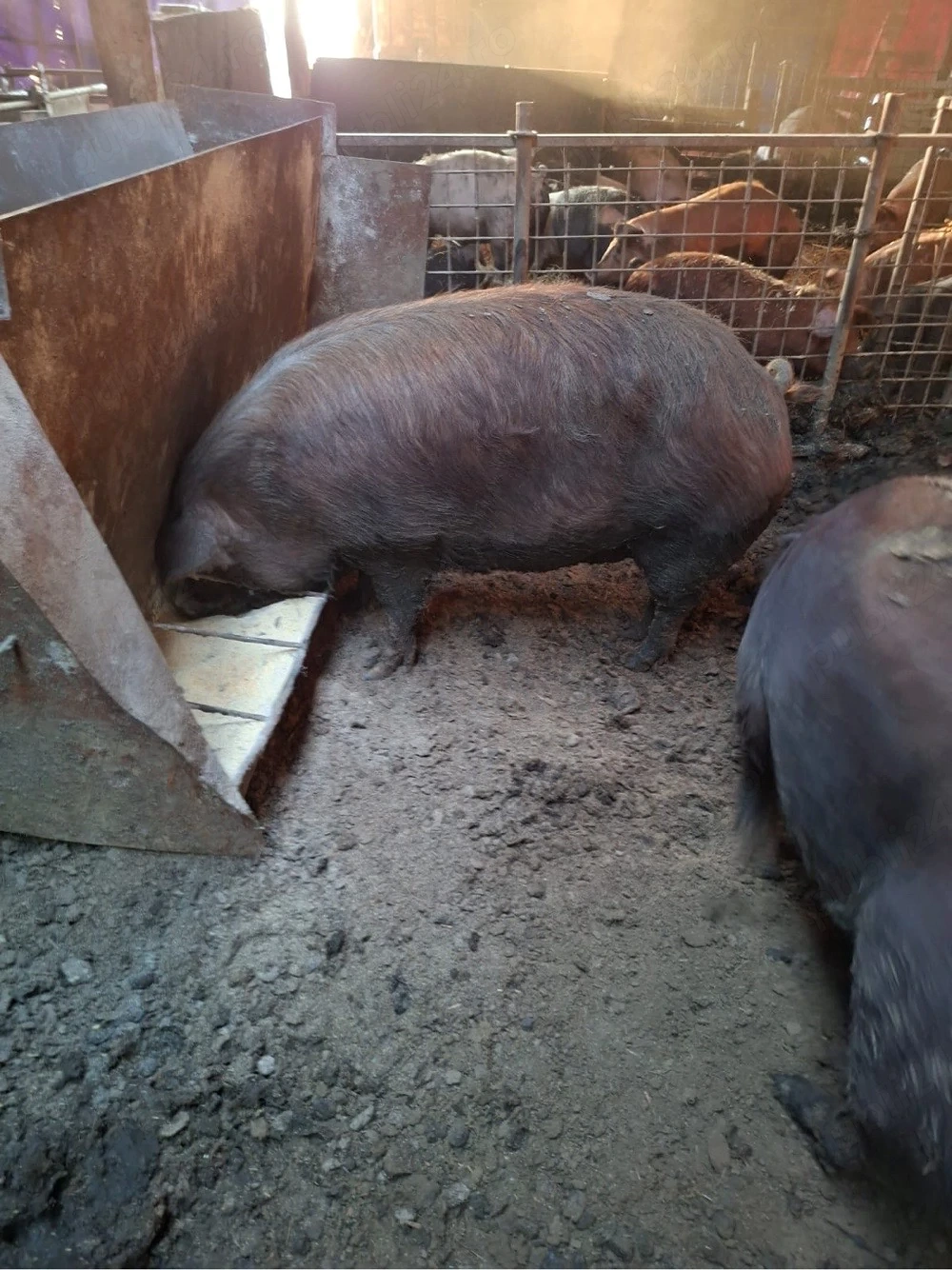 Vand scroafe pt sacrificare