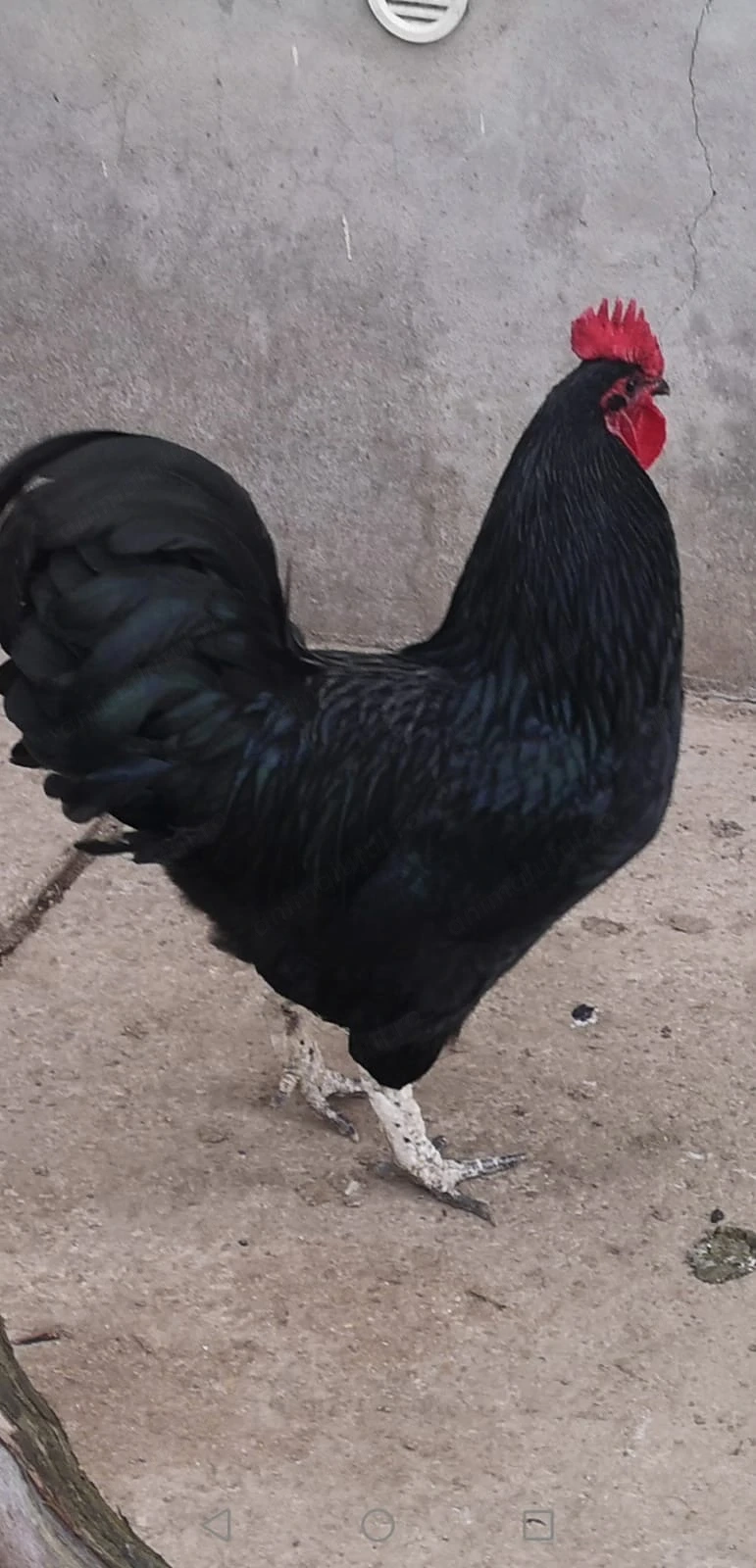 Cocos Australorp