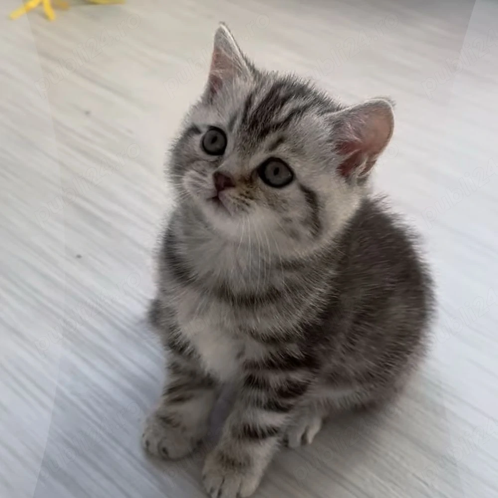 British shorthair băieței și fetițe 