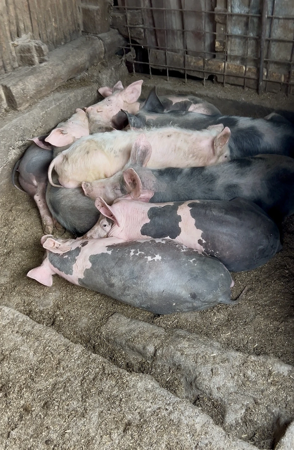 Purcei   porci proțap diverse mărimi 