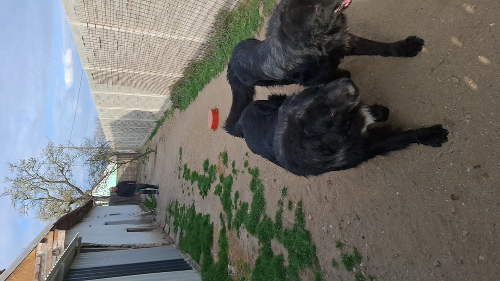 Ciobanesti CORBI pereche