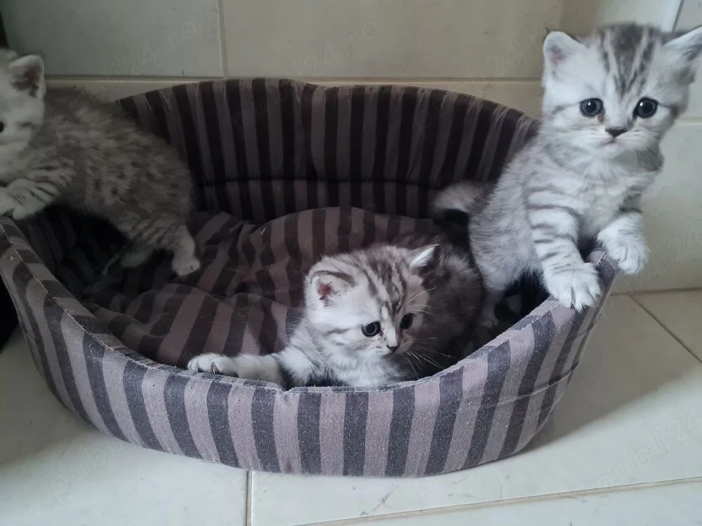 British shorthair puiuți