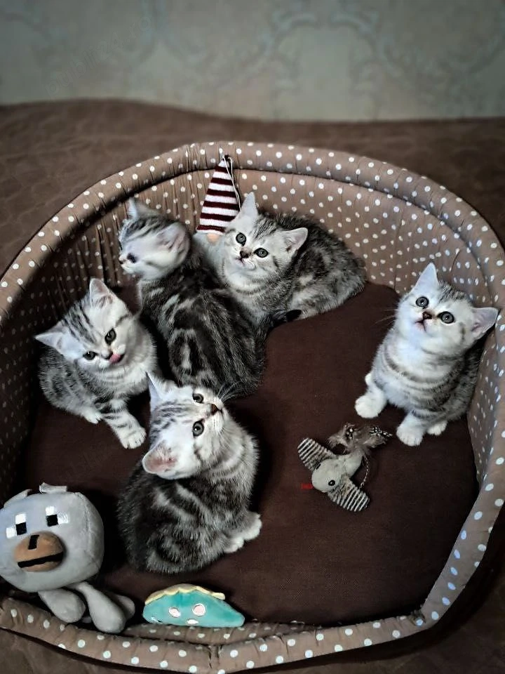 British shorthair pisoiasi superbi 