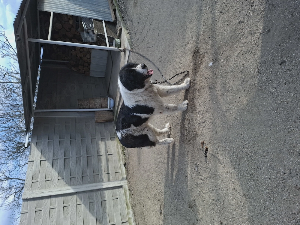 Ciobanesc Bucovinean femela